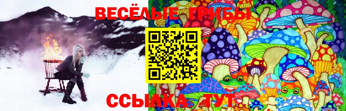 Псилоцибиновые грибы Psilocybe Лесозаводск